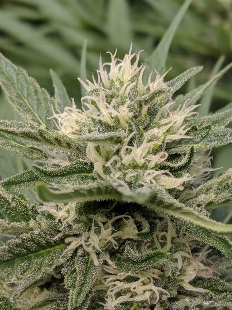 cannabis bud of plant