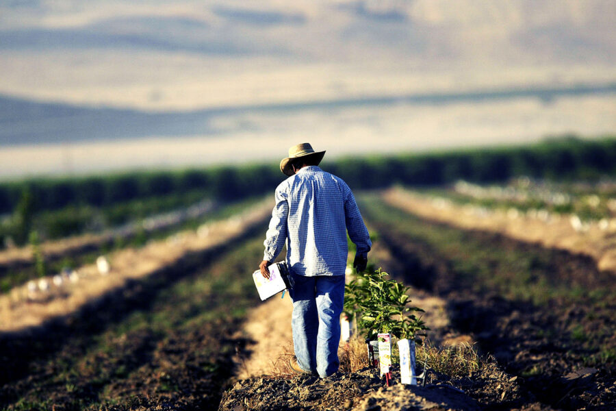 Farmer in field